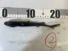 画像をギャラリービューアに読み込む, 2025.11.15 カラスザメ
