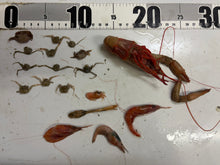 画像をギャラリービューアに読み込む, 【-60度】エビ🦐カニ🦀セット2026.5.7
