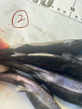 画像をギャラリービューアに読み込む, 2025.11.13 サメセット
