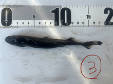 画像をギャラリービューアに読み込む, 2025.11.15 カラスザメ
