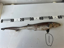 画像をギャラリービューアに読み込む, 【-60度】エドアブラザメ2025.10.29
