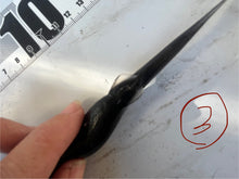 画像をギャラリービューアに読み込む, 2025.11.15 カラスザメ
