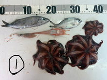 画像をギャラリービューアに読み込む, -60度深海魚セット【2026.3.10】
