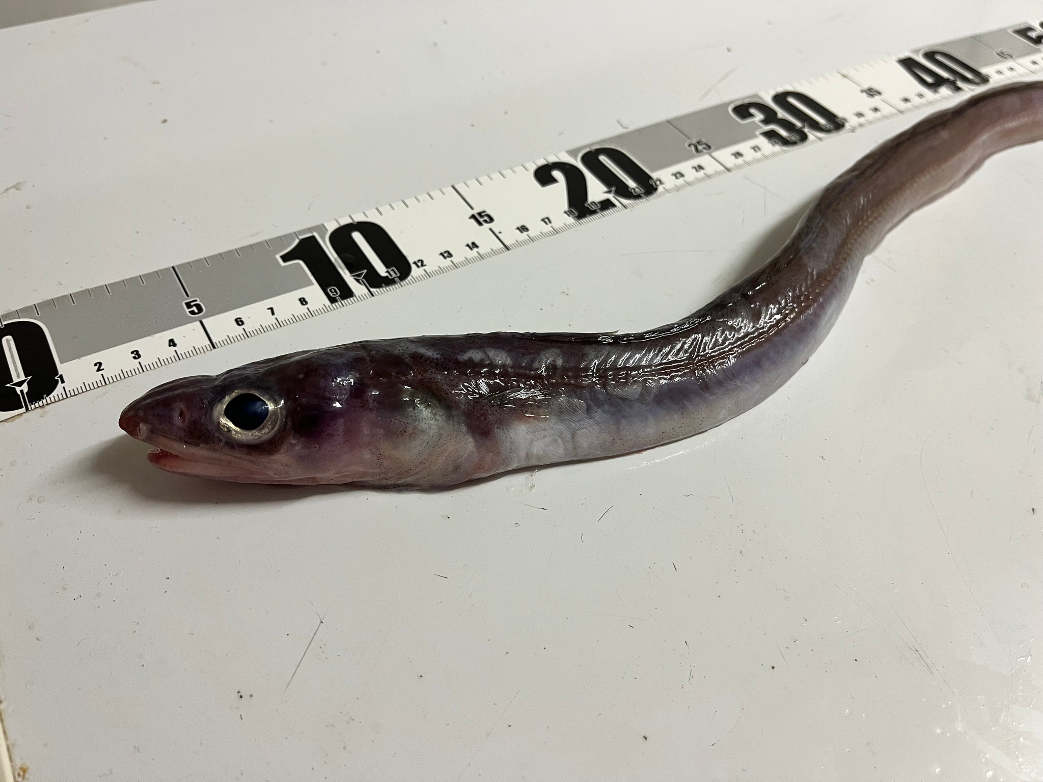 ヘンテコ深海魚（食用に向かない深海魚） – ページ 2 – 深海魚直送便