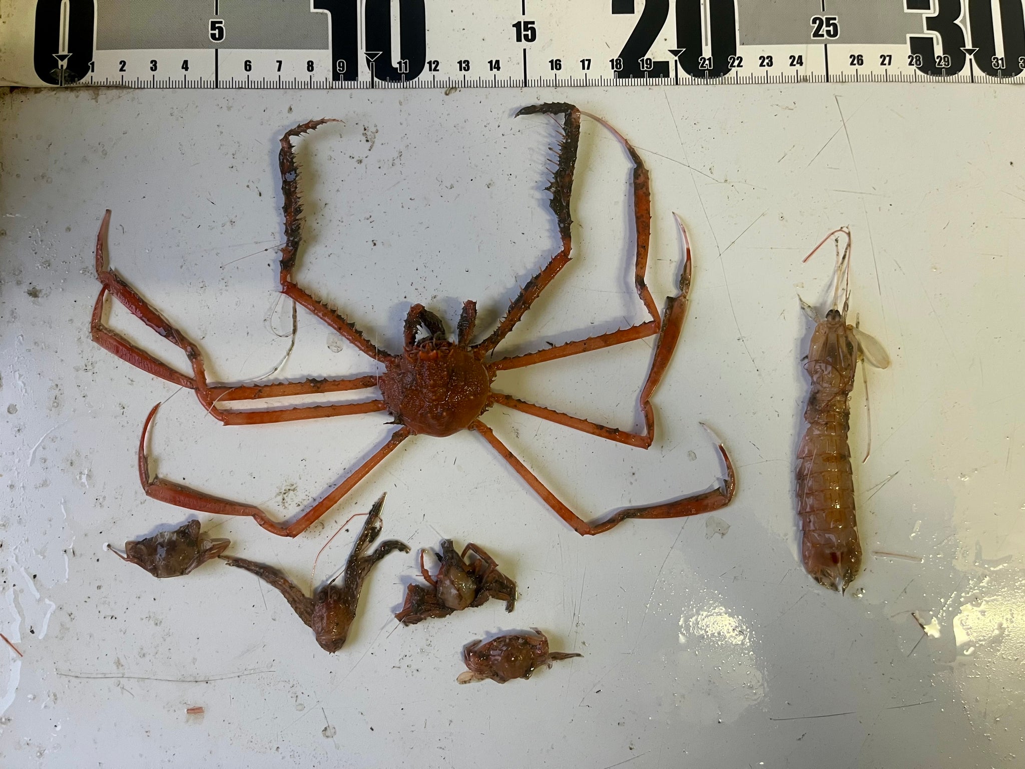 ヌーデンルード　深海魚 深海の世界へようこそ 深海シーズン限定！「毎日深海生物タッチ」開催