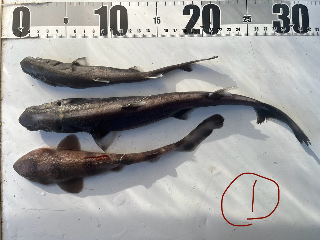 2025.11.13 サメセット