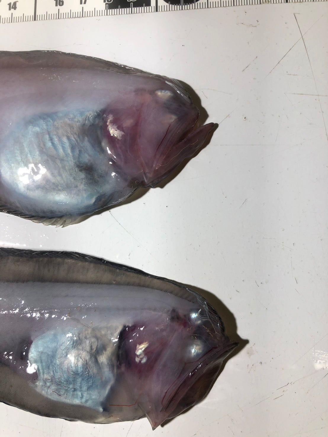 60度】ザラガレイ2種 – 深海魚直送便