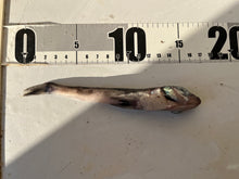 画像をギャラリービューアに読み込む, アオメエソの仲間
