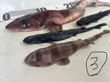 画像をギャラリービューアに読み込む, サメ詰め合わせセット【2025.11.4】
