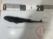 画像をギャラリービューアに読み込む, 2025.11.15 カラスザメ
