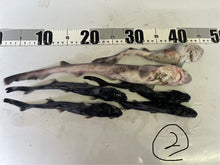 画像をギャラリービューアに読み込む, サメ詰め合わせセット【2025.11.4】
