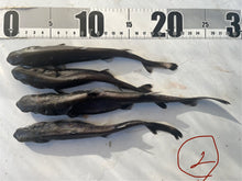 画像をギャラリービューアに読み込む, 2025.11.13 サメセット
