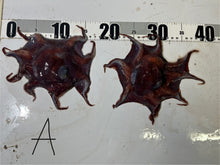 画像をギャラリービューアに読み込む, 【-60度】メンダコ属
