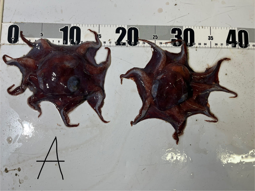 【-60度】メンダコ属