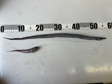 画像をギャラリービューアに読み込む, クズアナゴ科とオニカクレウオ2025.10.29
