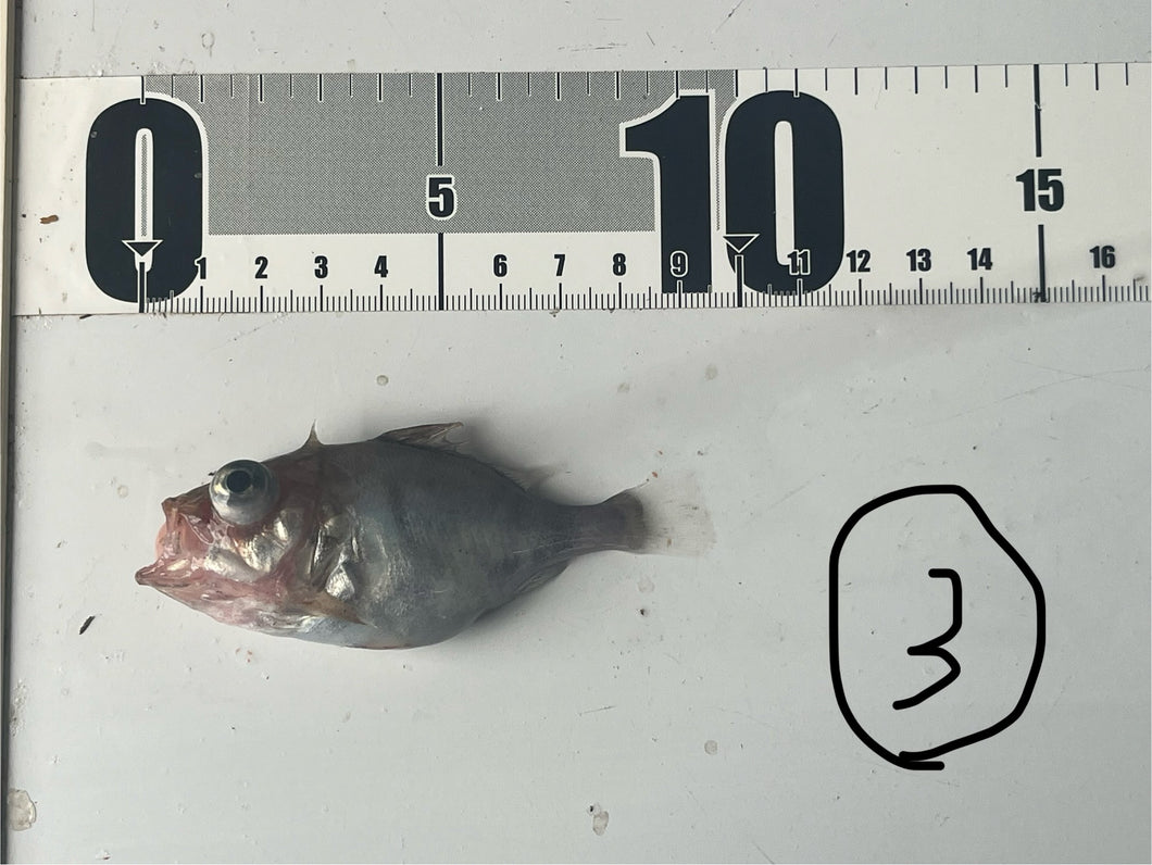 オススメ深海魚