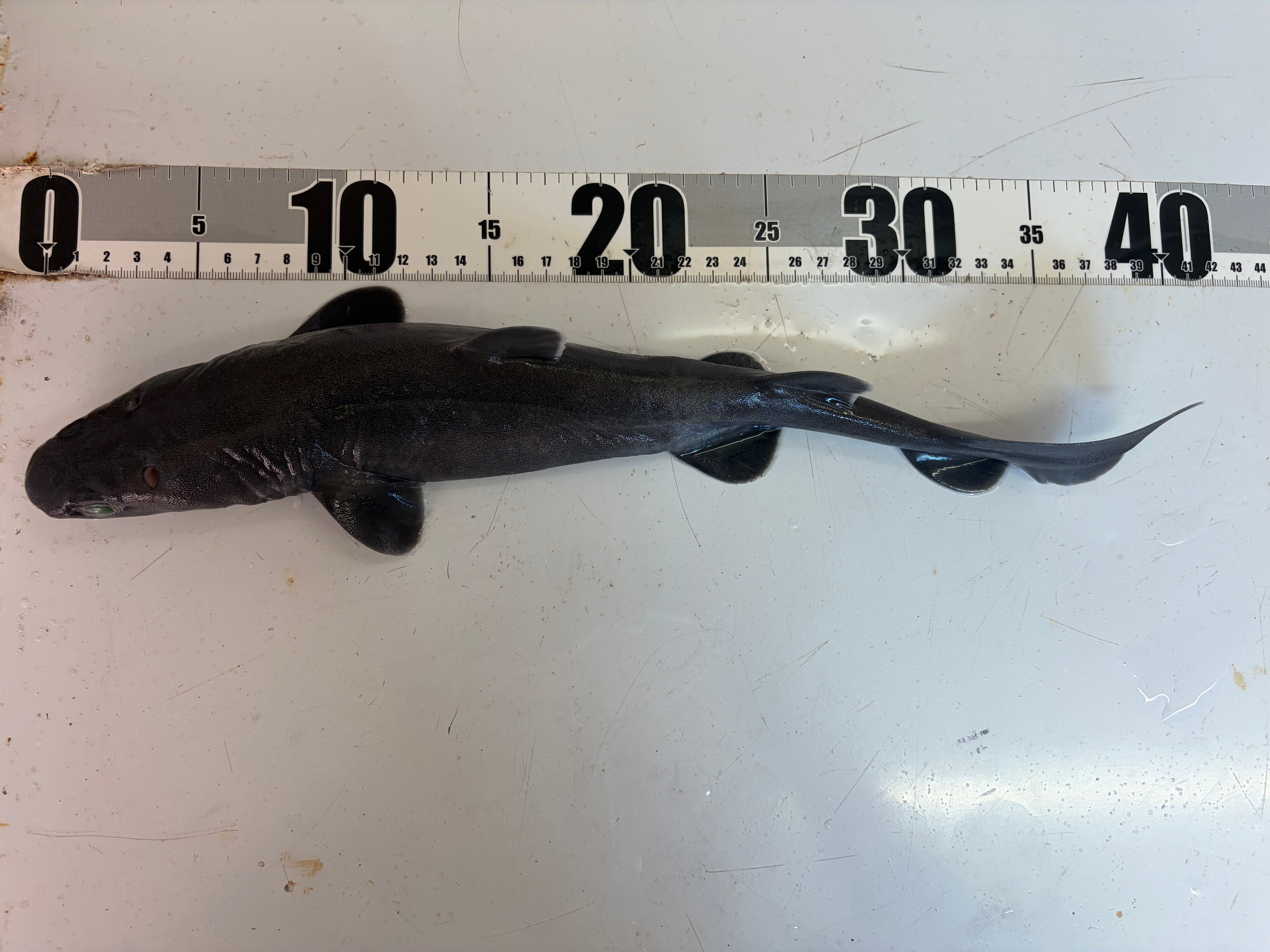深海魚標本ヨロイザメ ヨロイザメ【2026.10.7】 – 深海魚直送便