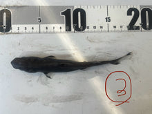 画像をギャラリービューアに読み込む, 2025.11.15 カラスザメ
