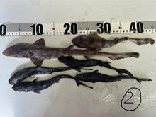 画像をギャラリービューアに読み込む, サメ詰め合わせセット【2025.11.4】
