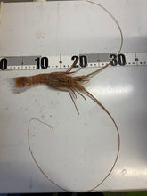 画像をギャラリービューアに読み込む, クボエビ2026.3.18
