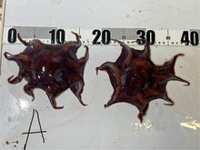 画像をギャラリービューアに読み込む, 【-60度】メンダコ属
