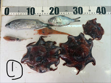 画像をギャラリービューアに読み込む, -60度深海魚セット【2026.3.10】
