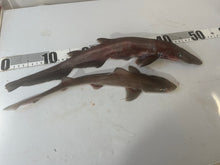 画像をギャラリービューアに読み込む, ヘラザメ属とホシザメ
