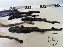 画像をギャラリービューアに読み込む, サメ詰め合わせセット【2025.11.4】
