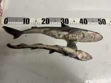 画像をギャラリービューアに読み込む, 【-60度】ツノザメ 属ヤモリザメ属2匹セット
