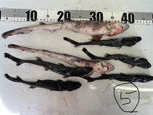 画像をギャラリービューアに読み込む, サメ詰め合わせセット【2025.11.4】
