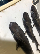 画像をギャラリービューアに読み込む, 【-60度】カラスザメ属3匹セット
