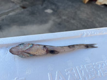 画像をギャラリービューアに読み込む, アオメエソの仲間
