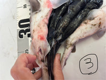 画像をギャラリービューアに読み込む, サメ詰め合わせセット【2025.11.4】
