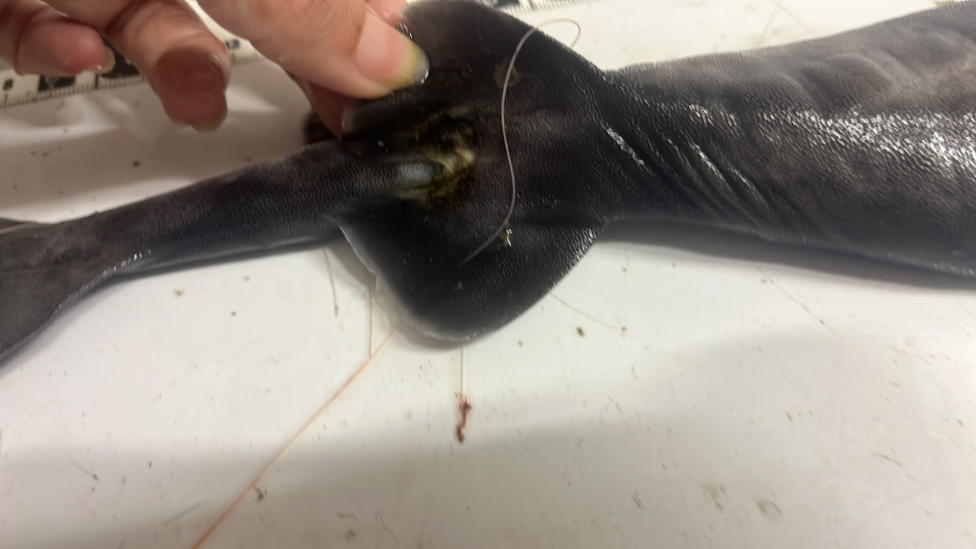 ヨロイザメ？ – 深海魚直送便