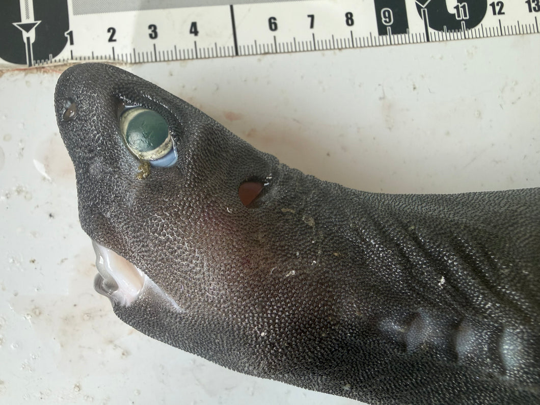 ヨロイザメ？【2026.2.14】 – 深海魚直送便