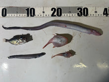 画像をギャラリービューアに読み込む, おすすめ深海魚5匹セット【2025.10.16】
