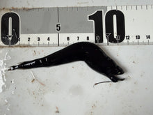 画像をギャラリービューアに読み込む, ホテイエソの仲間
