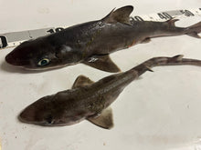 画像をギャラリービューアに読み込む, 【-60度】ツノザメ 属ヤモリザメ属2匹セット
