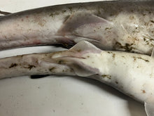 画像をギャラリービューアに読み込む, 【-60度】ツノザメ 属ヤモリザメ属2匹セット
