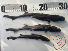 画像をギャラリービューアに読み込む, 2025.11.13 サメセット
