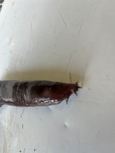 画像をギャラリービューアに読み込む, ヌタウナギ
