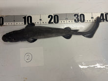 深海魚標本ヨロイザメ 2026.9.27】ヨロイザメ – 深海魚直送便