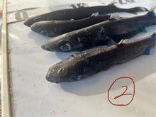 画像をギャラリービューアに読み込む, 2025.11.13 サメセット
