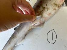 画像をギャラリービューアに読み込む, 【-60度】エドアブラザメ2025.10.29
