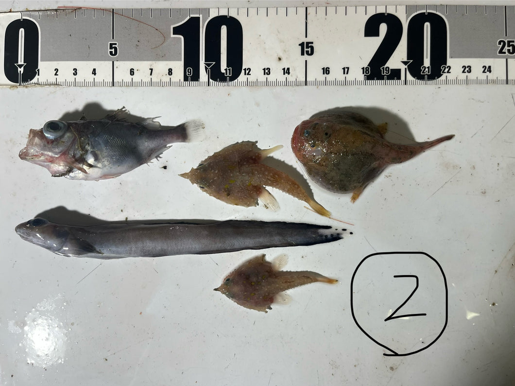 おすすめ深海魚5匹セット【2025.10.16】