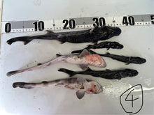 画像をギャラリービューアに読み込む, サメ詰め合わせセット【2025.11.4】
