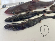 画像をギャラリービューアに読み込む, サメ詰め合わせセット【2025.11.4】
