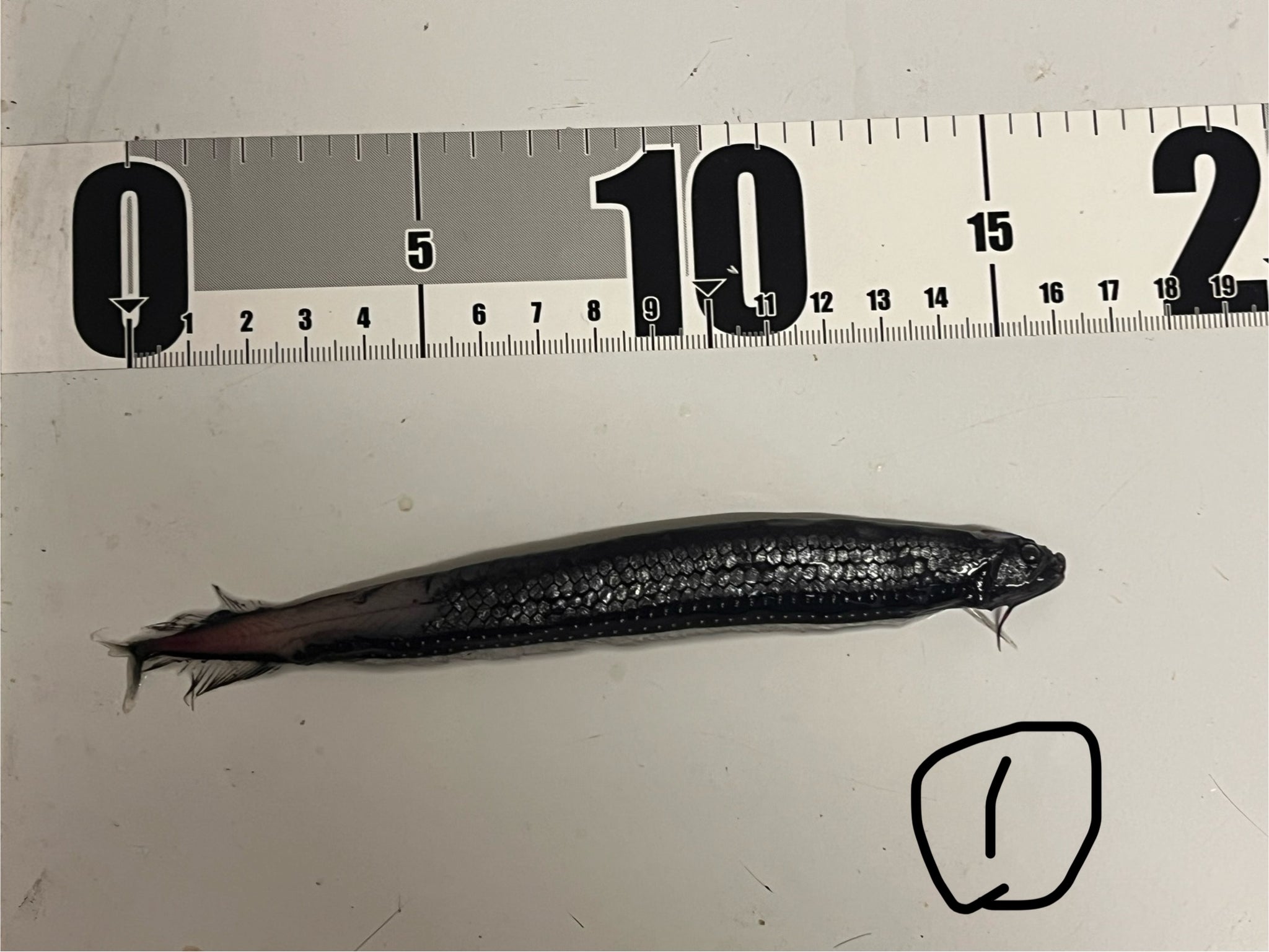 わにとかげぎす Amazon.co.jp: わにとかげぎす(1) (講談社漫画文庫 ふ 7-21