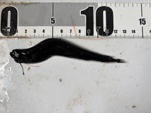 画像をギャラリービューアに読み込む, ホテイエソの仲間
