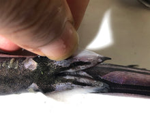 画像をギャラリービューアに読み込む, 【-60度】カラスザメ属3匹セット
